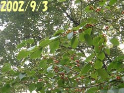 07_0529_aohada9.jpg