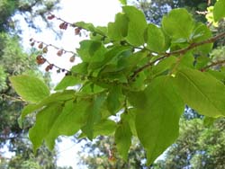 07_0529_natuhaze2.jpg