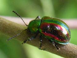 07_0530_littlebug3.jpg
