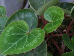 07_0612_cyclamen2.jpg