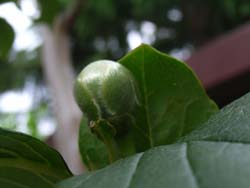 07_0617_natutubaki1.jpg