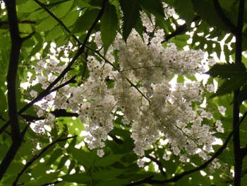 07_0617_niwa_nana2.jpg