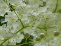 07_0617_niwa_nana3.jpg