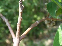 07_0618_mitumata2.jpg