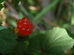 07_0618_nigaitigo.jpg