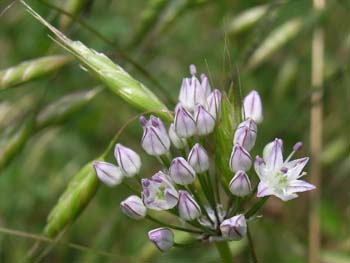 07_0619_nobiru.jpg