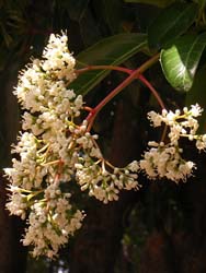 07_0620_sangoju1.jpg