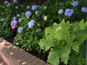 07_0623_yurinoki6.jpg