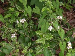 07_0624_teriha_n2.jpg