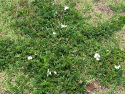 07_0624_teriha_n3.jpg