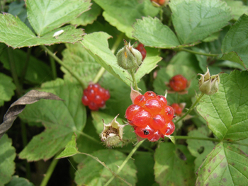 07_0627_nawasiro_i5.jpg