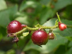07_0628_natuhaze1.jpg