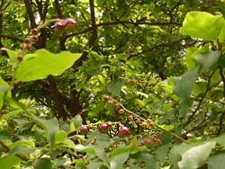 07_0628_natuhaze2.jpg