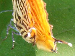 07_0629_uranamiaka3.jpg