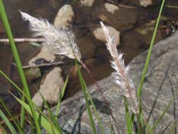 07_0630_tigaya1.jpg