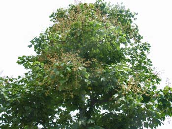 07_0703_aogiri1.jpg
