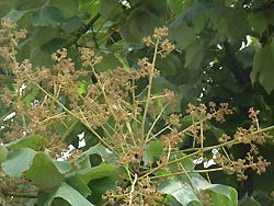07_0703_aogiri2.jpg
