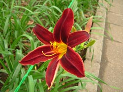 07_0706_hemerocallis.jpg