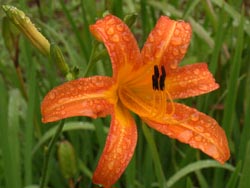 07_0706_nokanzo.jpg