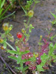07_0708_koke_oto1.jpg