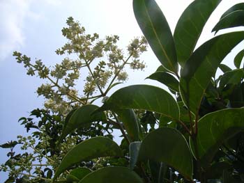 07_0709_tou_nezu2.jpg