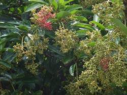 07_0710_sangoju1.jpg