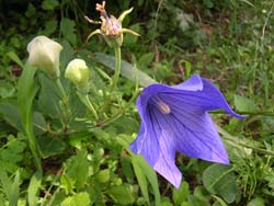 07_0712_kikyo1.jpg