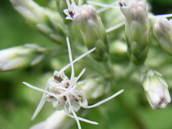 07_0714_hiyodori_b3.jpg