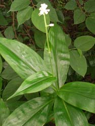 07_0714_y_myoga1.jpg