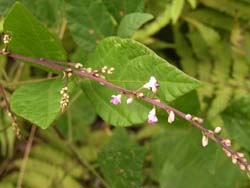 07_0715_nusubito_h1.jpg