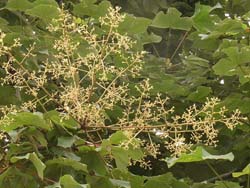 07_0720_aogiri1.jpg