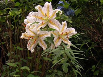 07_0721_yamayuri6.jpg
