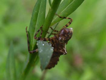 07_0722_yago1.jpg