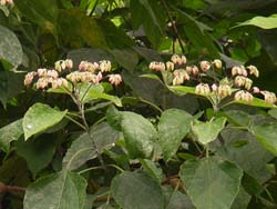 07_0723_kusagi1.jpg