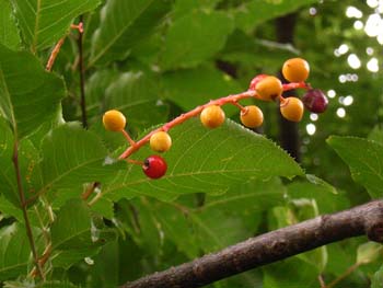 07_0723_uwamizu_s4.jpg
