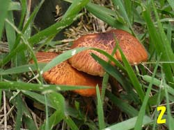 07_0724_fungi3.jpg