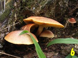 07_0724_fungi8.jpg