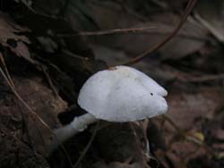 07_0726_fungi5.jpg