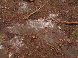 07_0726_siro.jpg