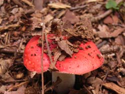 07_0727_fungi1.jpg