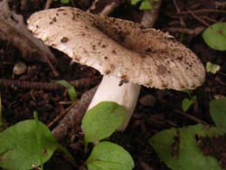 07_0729_fungi2.jpg