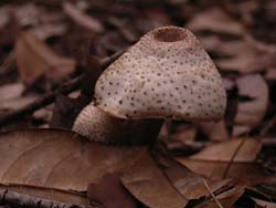 07_0729_fungi5.jpg