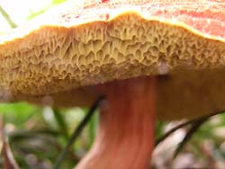 07_0729_fungi8.jpg