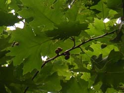 07_0730_acorn.jpg