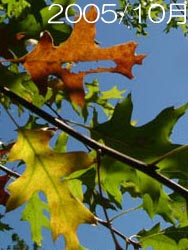 07_0730_acorn_1.jpg