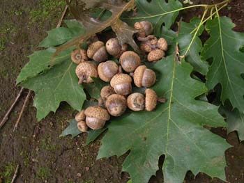 07_0801_oak5.jpg