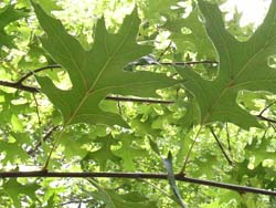 07_0801_oak6.jpg