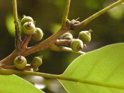 07_0803_arakasi2.jpg