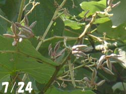 07_0804_aogiri2.jpg