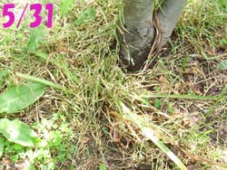 07_0807_natu_sui4.jpg